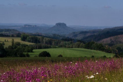 a7RIII_307224_NAL Blumenwiese