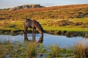 IMG 03600 1000D 800  Pferd an einer Wasserstelle im Dartmoor, Davon, England