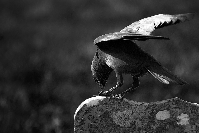 IMG_03941_1000D_RAW_sw_800.jpg - St Materiana's Cemetery, Tintagel