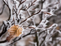 Winterblatt  6D 105946 1024 © Iven Eissner : Aufnahmeort, Baum, Buchen, Böhmen, Erzgebirge, Europa, Laubbäume, Pflanzen, Tschechien