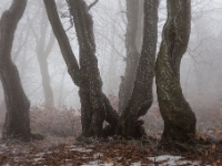 Geisterwald  6D 106216 1024 © Iven Eissner : Aufnahmeort, Baum, Buchen, Bäume, Böhmen, Erzgebirge, Europa, Jahreszeiten, Laubbäume, Pflanzen, Tschechien, Winter