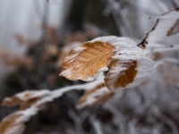 Erzgebirge  6D 106223 1024 © Iven Eissner : Aufnahmeort, Baum, Buchen, Böhmen, Erzgebirge, Europa, Laubbäume, Pflanzen, Tschechien