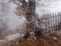 Geisterwald  6D 106228 1024 © Iven Eissner : Aufnahmeort, Baum, Buchen, Böhmen, Erzgebirge, Europa, Laubbäume, Pflanzen, Tschechien