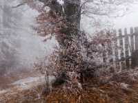 Geisterwald  6D 106228 1024 © Iven Eissner : Aufnahmeort, Baum, Buchen, Böhmen, Erzgebirge, Europa, Laubbäume, Pflanzen, Tschechien