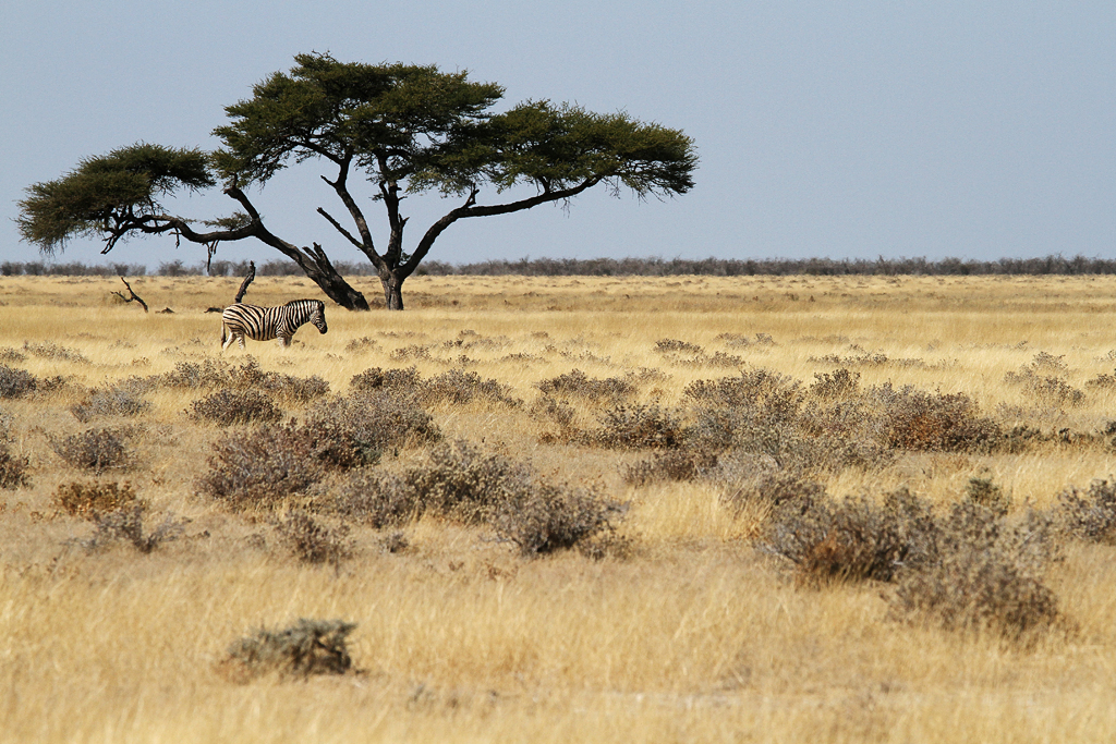 IMG_10667_7D_1024.jpg - Zebra, Etosha, Namibia