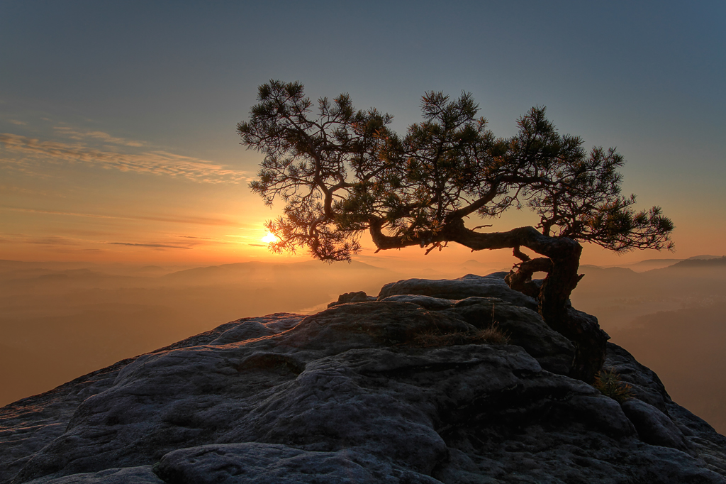 IMG_21854_HDR_7D_1024.jpg - Kiefer auf der Ostecke des Liliensteines, Sächsischen Schweiz, Elbsandsteingebirge