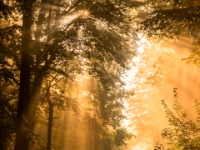 Basteistraße, Oktober 2016  6D 147927-HDR NAL © Iven Eissner : Aufnahmeort, Deutschland, Elbsandsteingebirge, Europa, Rathen, Sachsen