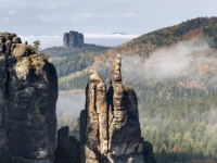 Brosinnadel, Oktober 2014  6D 34049 NAL © Iven Eissner