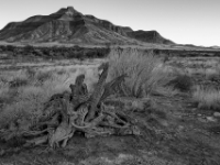 Farm Hauchabfontein, Namibia  7D 19168 SW 1024 © Iven Eissner : Afrika, Aufnahmeort, Monochrom, Namibia