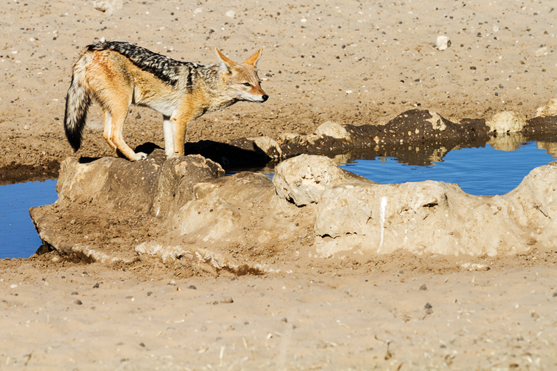 7D_17180_RAW_800.jpg - Schakal am Wasserloch (Kgalagadi Transfrontier Park RSA)