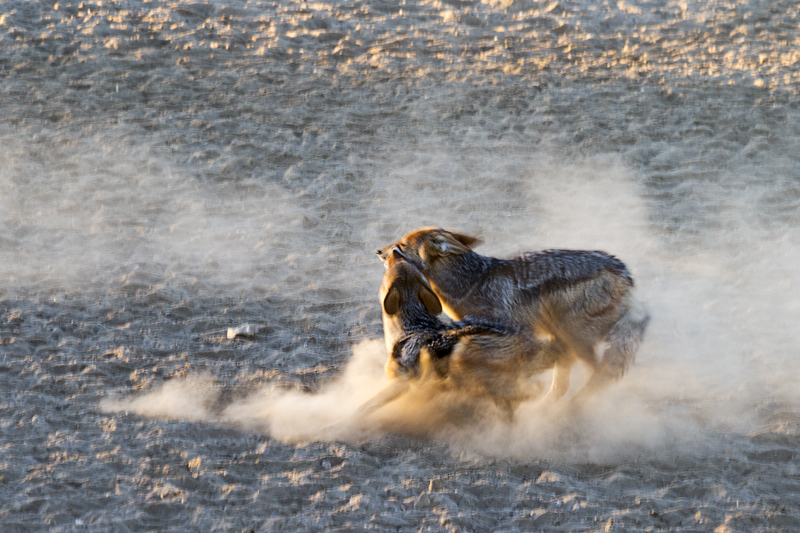 7D_17203_RAW_800.jpg - Kämpfende Schakale (Kgalagadi Transfrontier Park RSA)