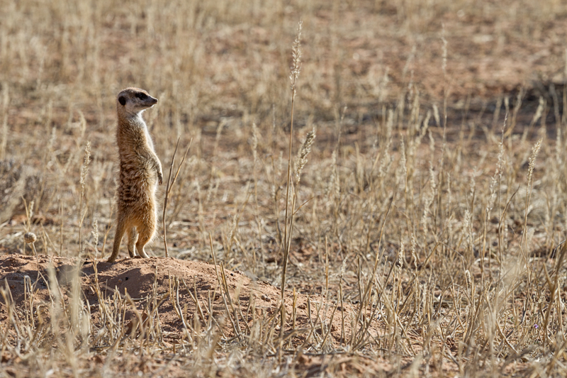 7D_17568_RAW_800.jpg - Wachsam, Erdmännchen (Kgalagadi Transfrontier Park RSA)