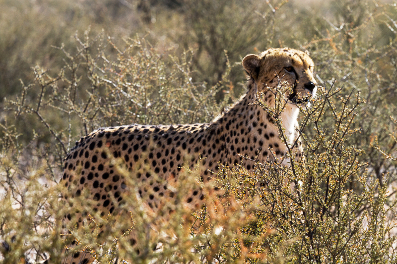 7D_17618_RAW_800.jpg - Aufmerksamer Beobachter, Gepard (Kgalagadi Transfrontier Park RSA)