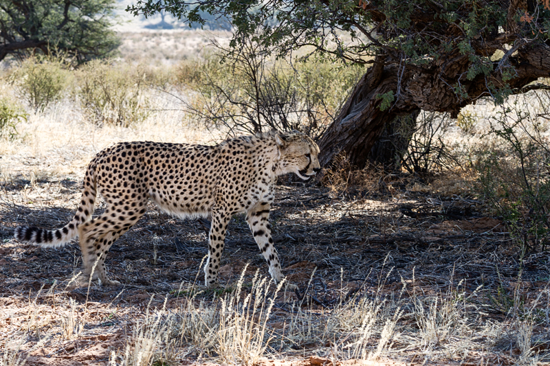 7D_17631_RAW_800.jpg - Gepard (Kgalagadi Transfrontier Park RSA)