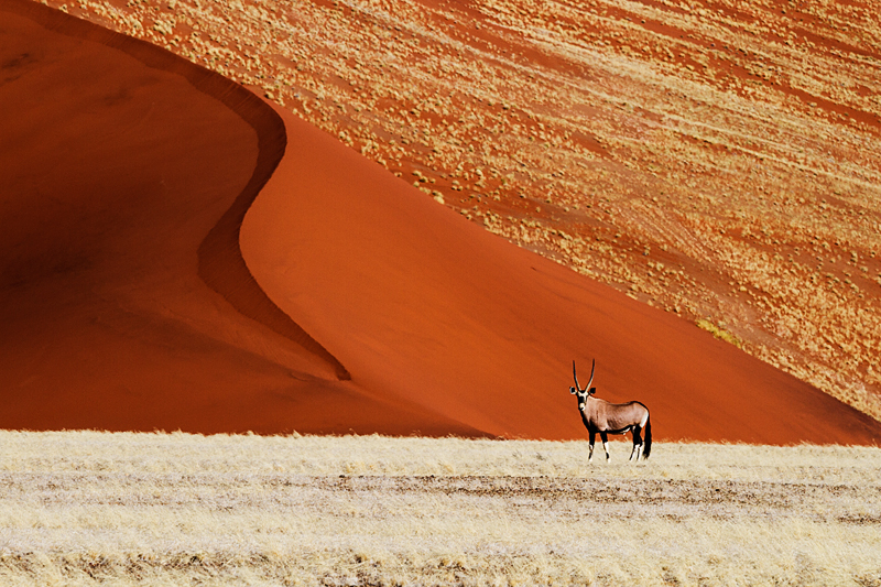 7D_18478_RAW_A_800.jpg - Oryx (Zufahrt zum Sossusvlei)