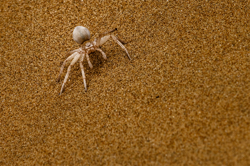 7D_20112_800.jpg - White Lady (Dorob-Nationalpark)