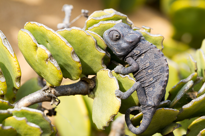 7D_20153_RAW_800.jpg - Chamäleon in einem Dollarbusch (Dorob-Nationalpark)