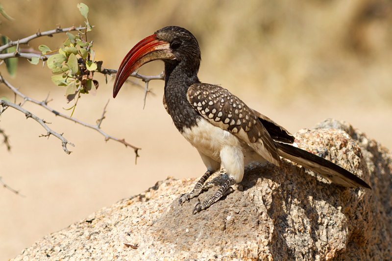 7D_20525_800.jpg - Rotschnabeltoko (Spitzkoppe)