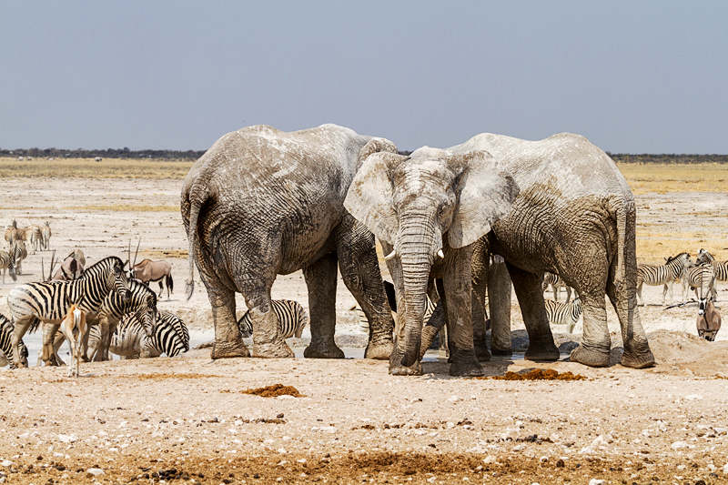 7D_21078_RAW_800.jpg - Elefan(ten)Ting (drei (?) Elefanten am Wasserloch, Etosha)