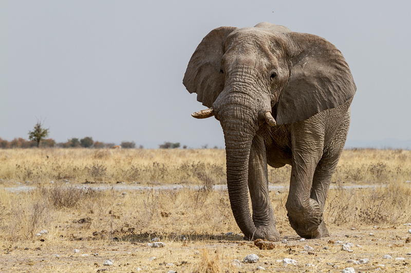 7D_21091_RAW_800.jpg - Jetzt ist es Zeit, den Standort zu wechseln... (Etosha)