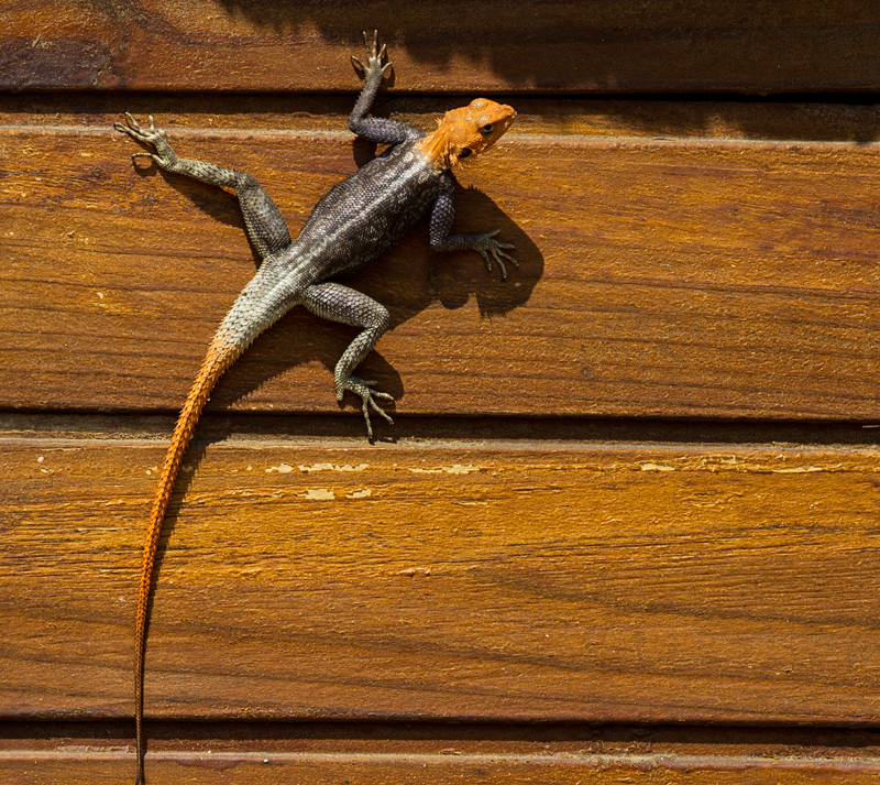 7D_21420_RAW_800.jpg - Stachelagame an der Hauswand (Ameib)