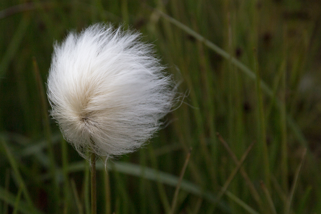 6D_70612_1024.jpg - Wollgras