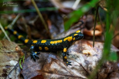 Feuersalamander Der Wächter