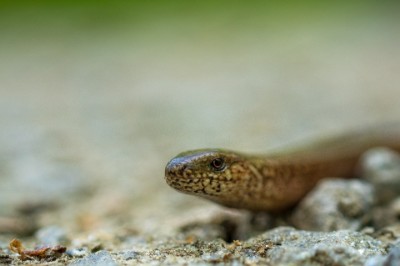 Blindschleiche Blindschleiche