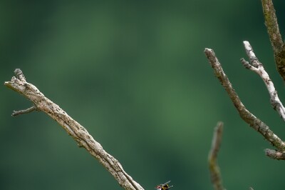 a7IV_25_8764-_NAL Bienenfresser