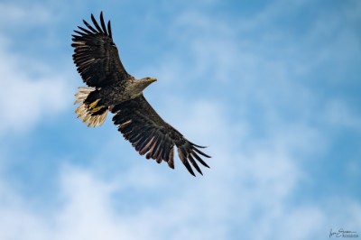 Seeadler