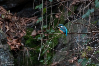 Eisvogel Eisvogel