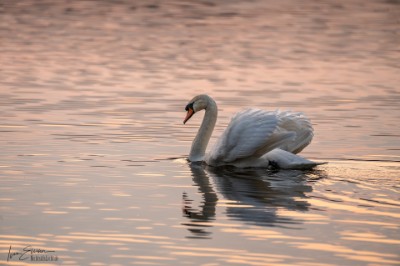 Schwan Schwan im Abendlicht