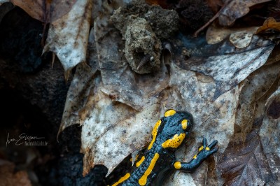 Feuersalamander Feuersalamander