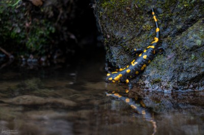 Feuersalamander Eitel? (Feuersalamander)