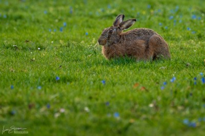 Hase Hase und Blumen