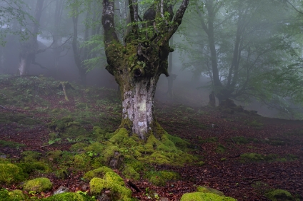 Hayedo Belaustegi  a7RIII 08123 NAL | © Iven Eissner : Baskenland, Europa, Spanien