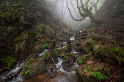 Verwunschener Wald, Hayedo Belaustegi  a7RIII 08344 NAL | © Iven Eissner : Baskenland, Europa, Spanien
