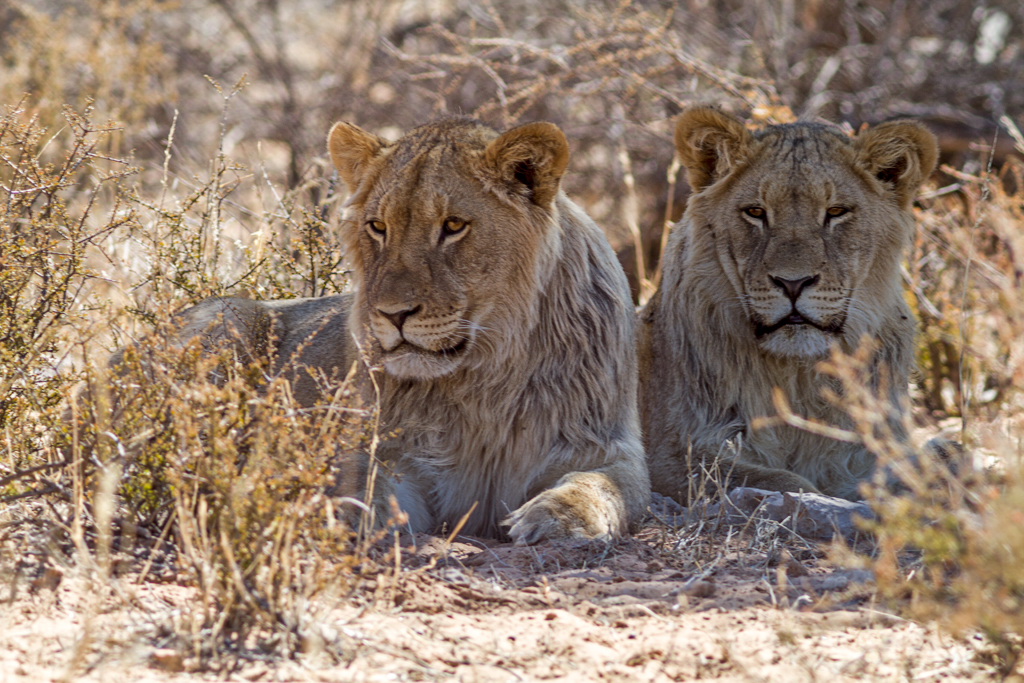 7D_17231_RAW_1024.jpg - Löwen im Kgalagadi Transfrontier Park, Republik Südafrika