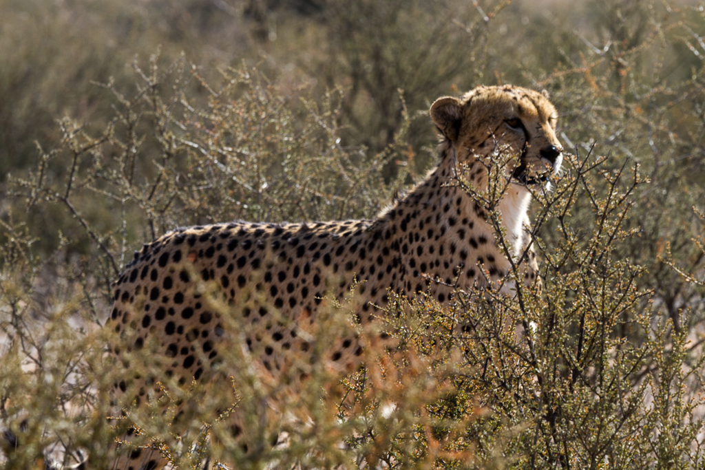 7D_17618_1024.jpg - Gepard im Kgalagadi Transfrontier Park, Republik Südafrika