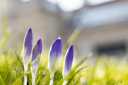 6D_43787_1024 Frühlingsimpression (Dresden)