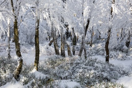 6D_101945_1024 Winterwald, Böhmische Schweiz