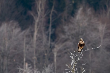 a7RIII_09588_2_NAL Wintergast (Raufußbussard)