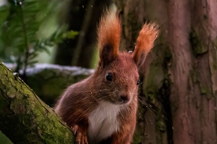 Eichhörnchen Eichhörnchen