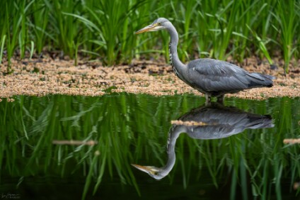 a7V_26_00123_NAL Graureiher (Ardea cinerea)