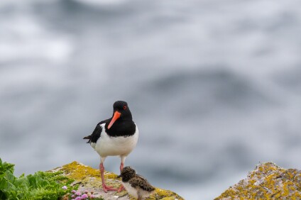 a7V_26_02567_NAL Austernfischer, Irland