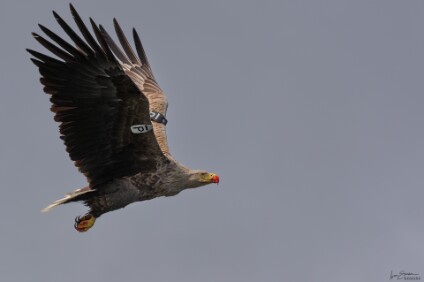 a7V_26_04754_NAL Seeadler (Haliaeetus albicilla), Irland