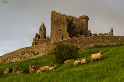 a7V_26_05167_NAL Schafe vor dem Rock of Cashel, Irland