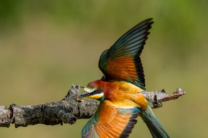 a7V_26_05607_NAL Bienenfresser (Merops apiaster)