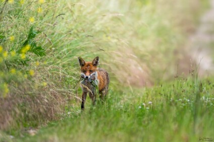 a7V_26_06282_NAL Rotfuchs (Vulpes vulpes) mit Beute