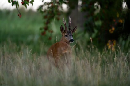 a7V_26_06790_NAL Rehbock (Capreolus capreolus)